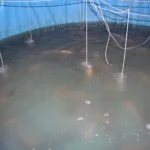 Biofloc aquaculture 2