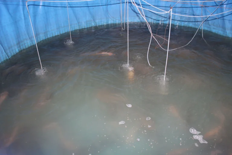 Biofloc aquaculture 2
