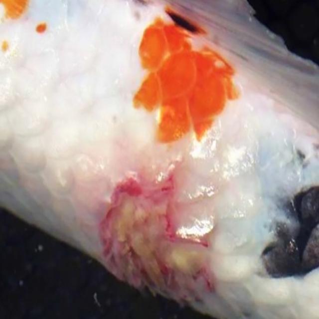Bacterial Diseases Koi 001