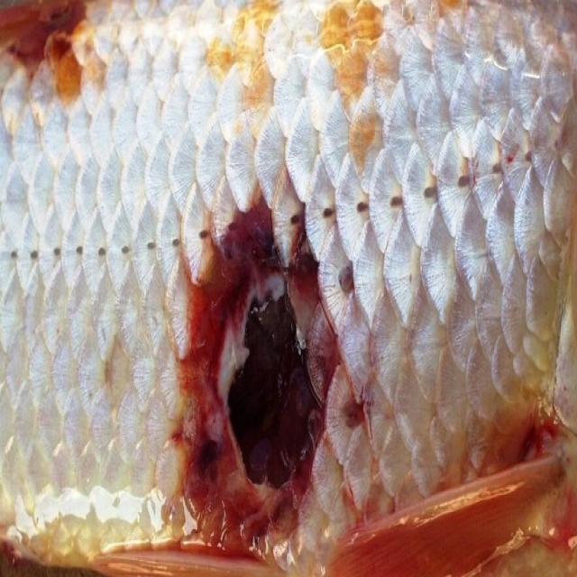 Bacterial Diseases Koi 003