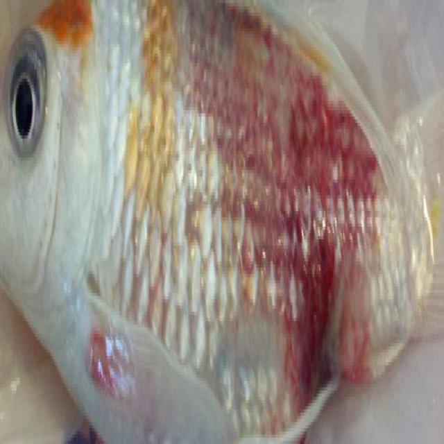 Bacterial Diseases Koi 004