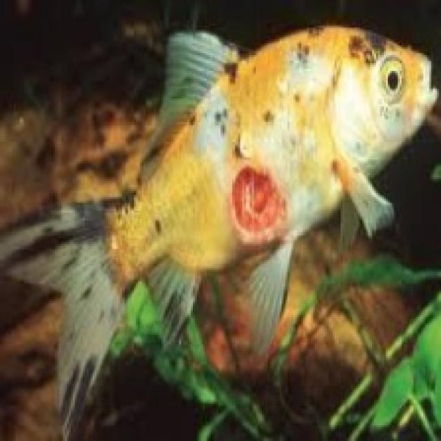 Bacterial Diseases Koi 005