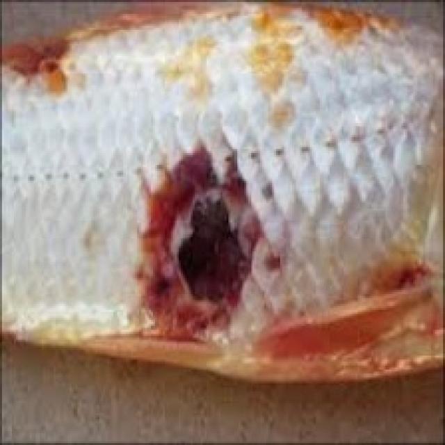 Bacterial Diseases Koi 006