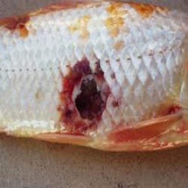Bacterial Diseases Koi 007