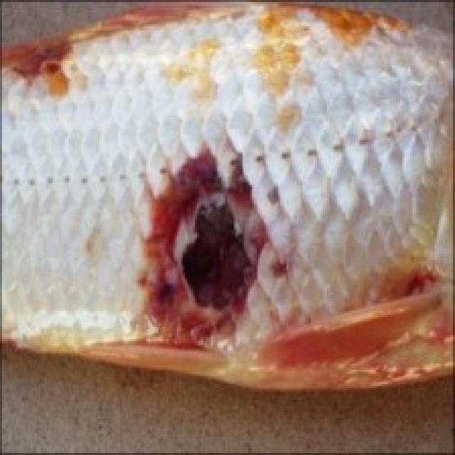 Bacterial Diseases Koi 009