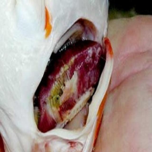 Bacterial Diseases Koi 012