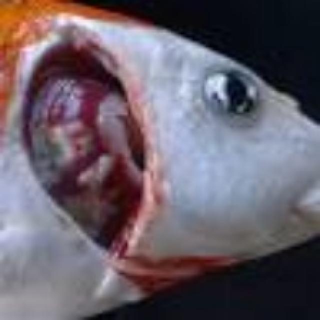 Bacterial Diseases Koi 014