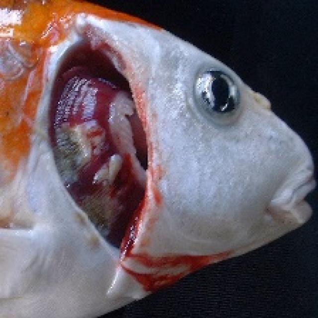 Bacterial Diseases Koi 016