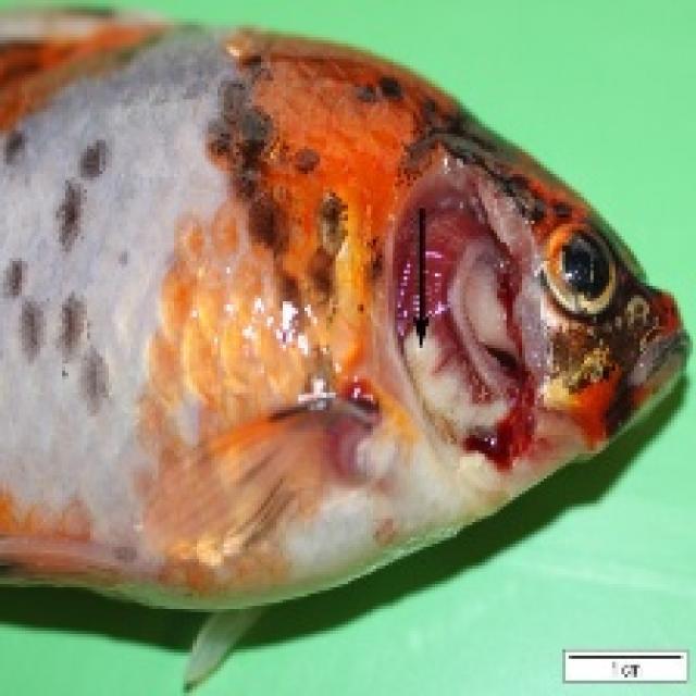 Bacterial Diseases Koi 017
