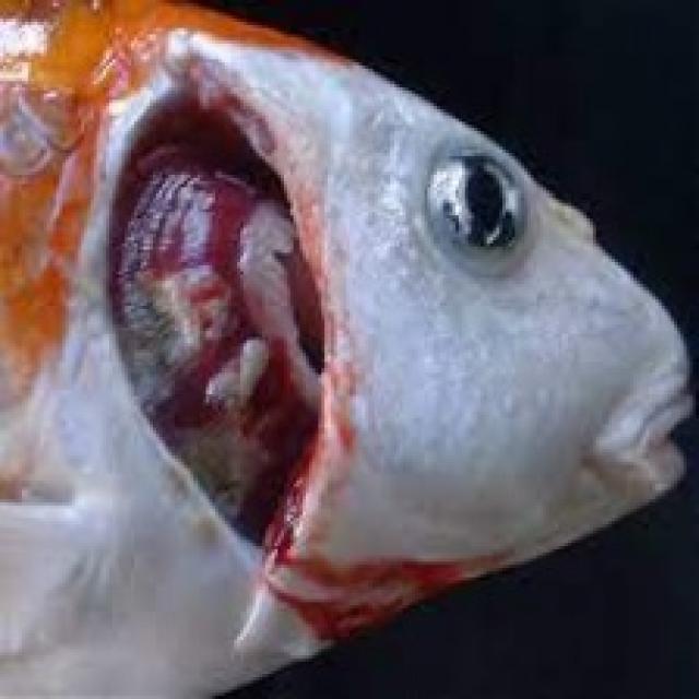 Bacterial Diseases Koi 018