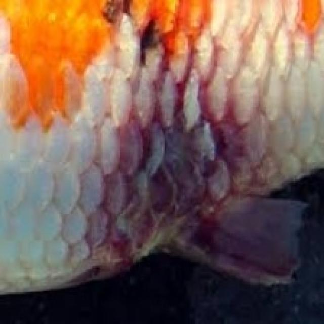 Bacterial Diseases Koi 020
