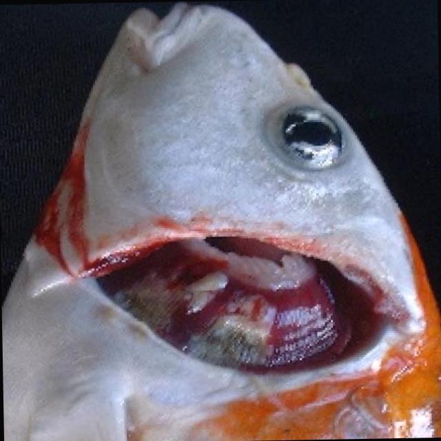 Bacterial Diseases Koi 022