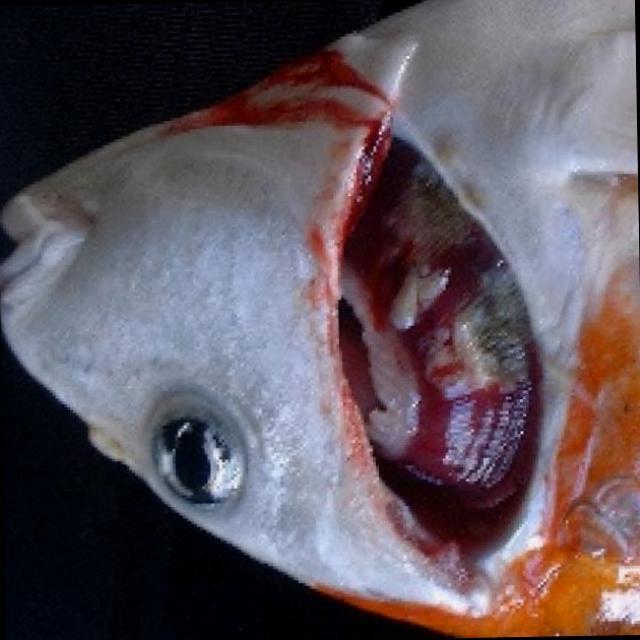 Bacterial Diseases Koi 023