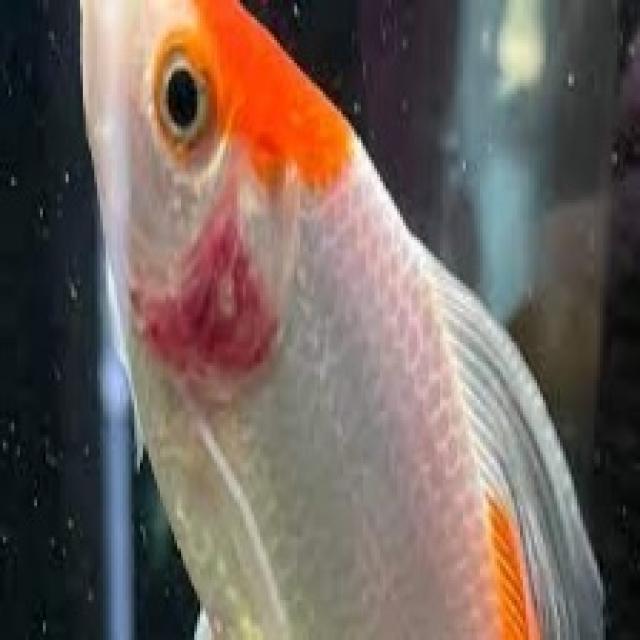 Bacterial Diseases Koi 025