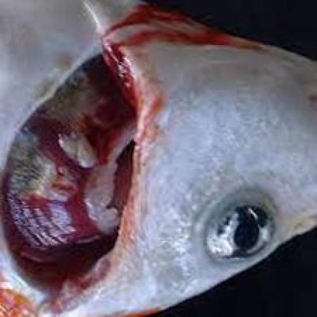 Bacterial Diseases Koi 028