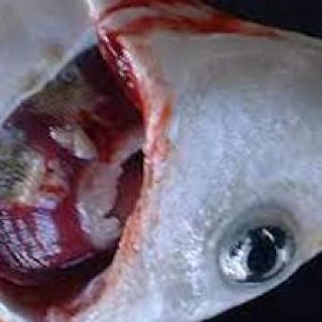 Bacterial Diseases Koi 030