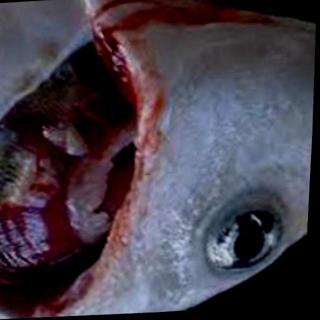 Bacterial Diseases Koi 031