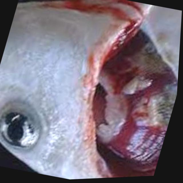 Bacterial Diseases Koi 033