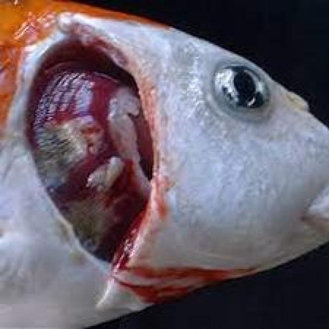 Bacterial Diseases Koi 034