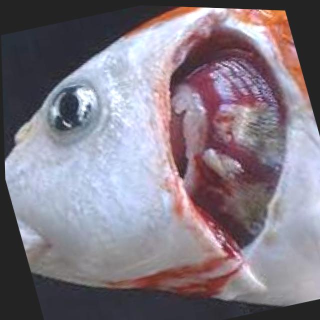 Bacterial Diseases Koi 036