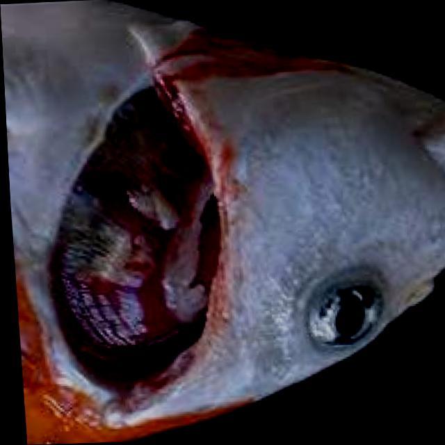 Bacterial Diseases Koi 037
