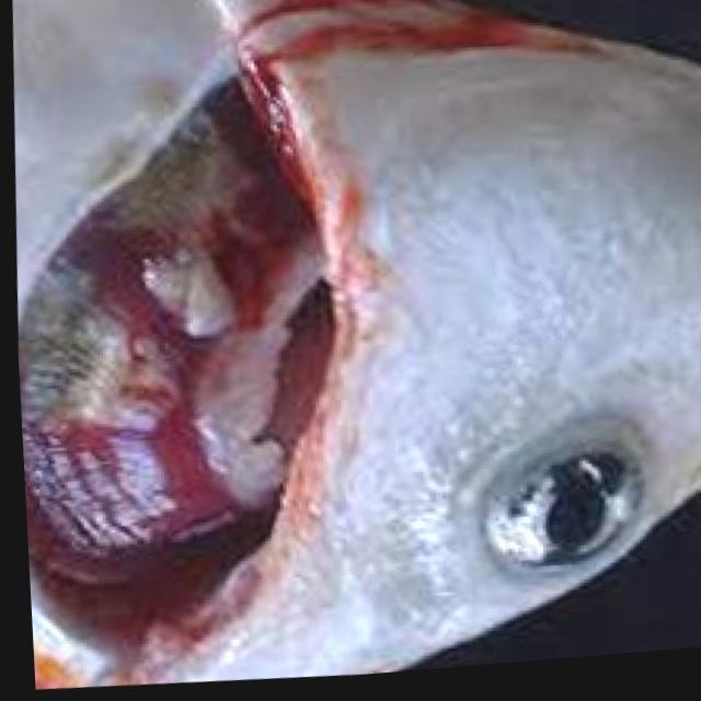Bacterial Diseases Koi 038