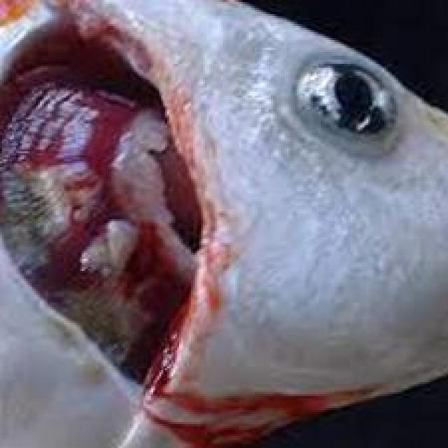 Bacterial Diseases Koi 040