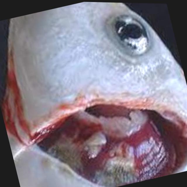 Bacterial Diseases Koi 041