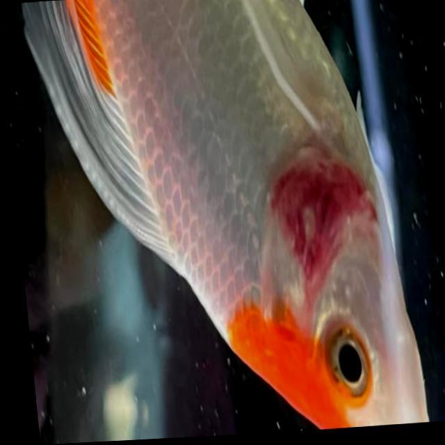 Bacterial Diseases Koi 042