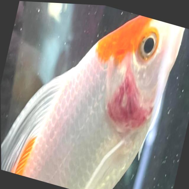 Bacterial Diseases Koi 043