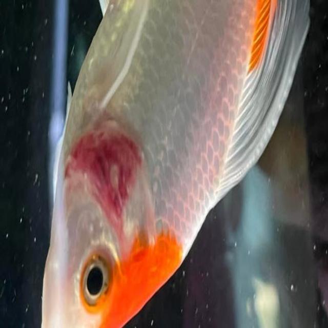 Bacterial Diseases Koi 044