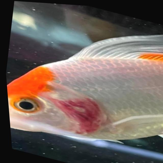 Bacterial Diseases Koi 045