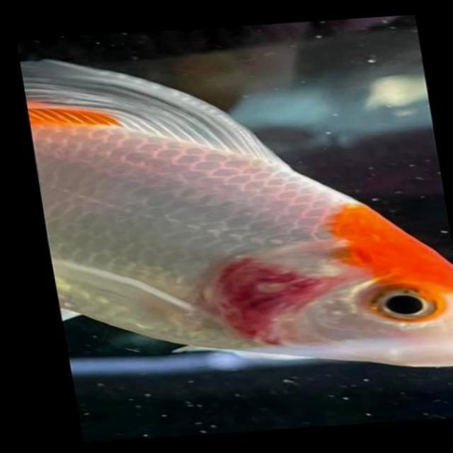 Bacterial Diseases Koi 046