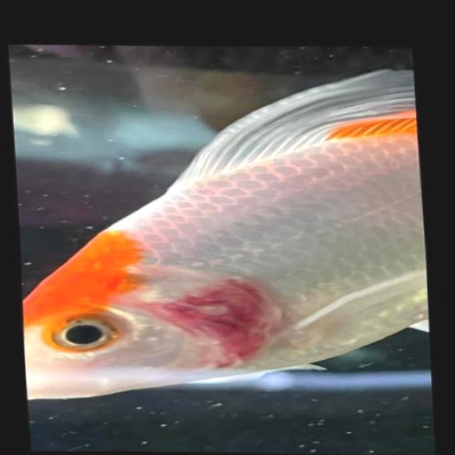 Bacterial Diseases Koi 047
