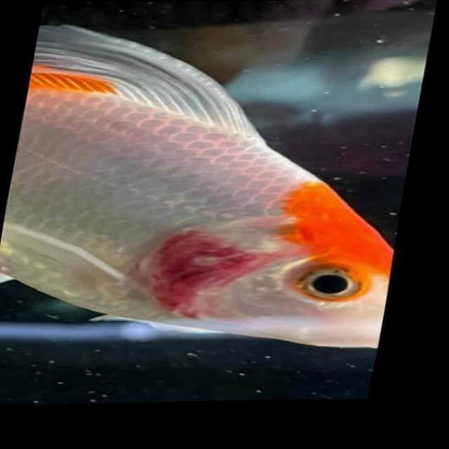 Bacterial Diseases Koi 048