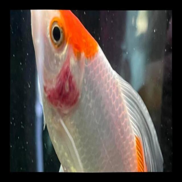 Bacterial Diseases Koi 049