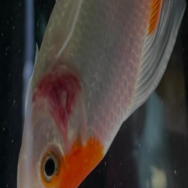 Bacterial Diseases Koi 050