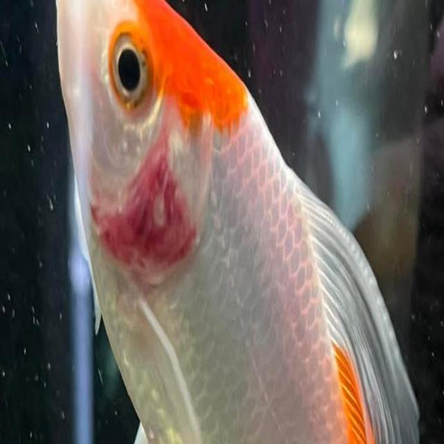 Bacterial Diseases Koi 052