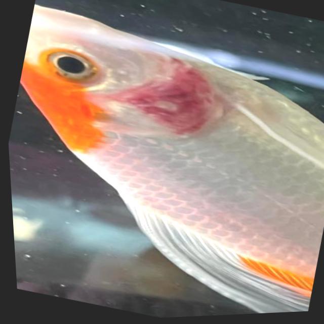 Bacterial Diseases Koi 054