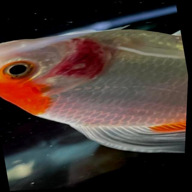 Bacterial Diseases Koi 055