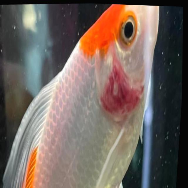 Bacterial Diseases Koi 057