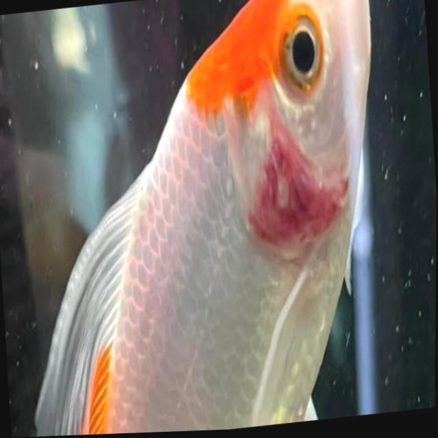 Bacterial Diseases Koi 058