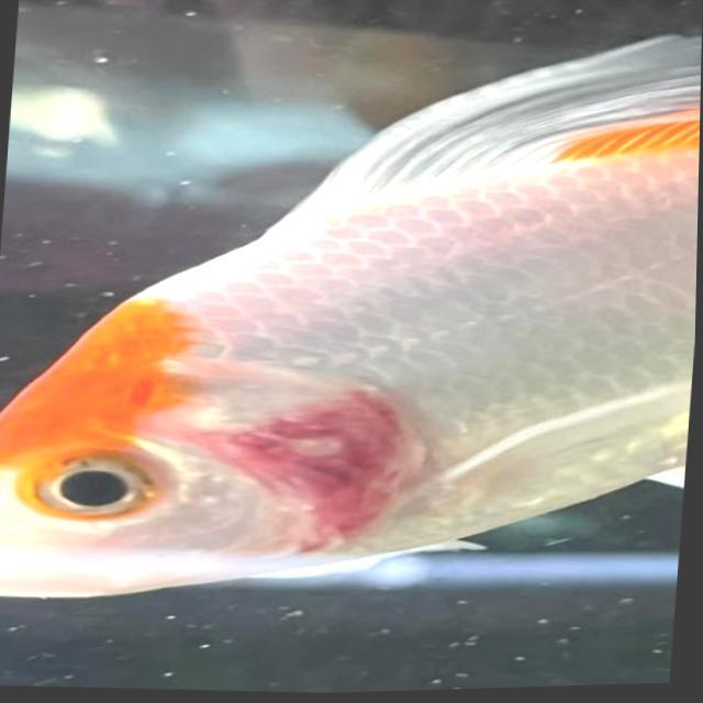 Bacterial Diseases Koi 059