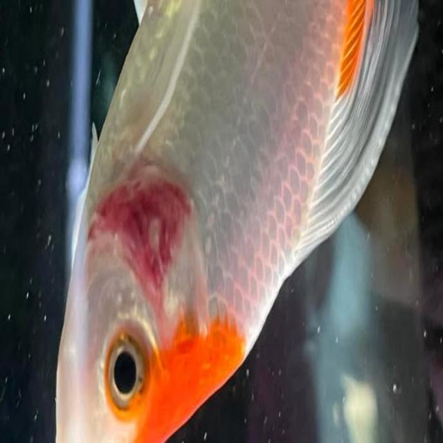 Bacterial Diseases Koi 061