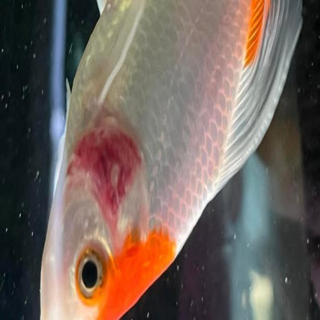 Bacterial Diseases Koi 062