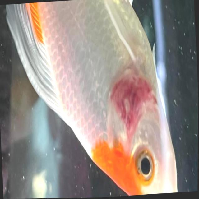 Bacterial Diseases Koi 063