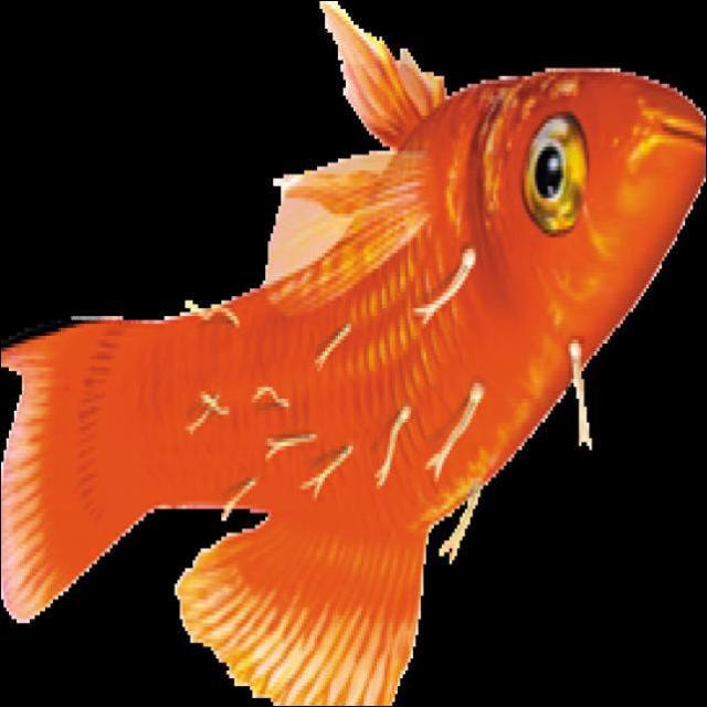 Fungal Diseases Koi 001