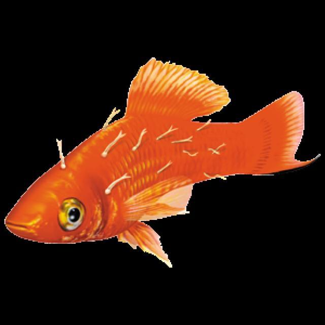 Fungal Diseases Koi 002