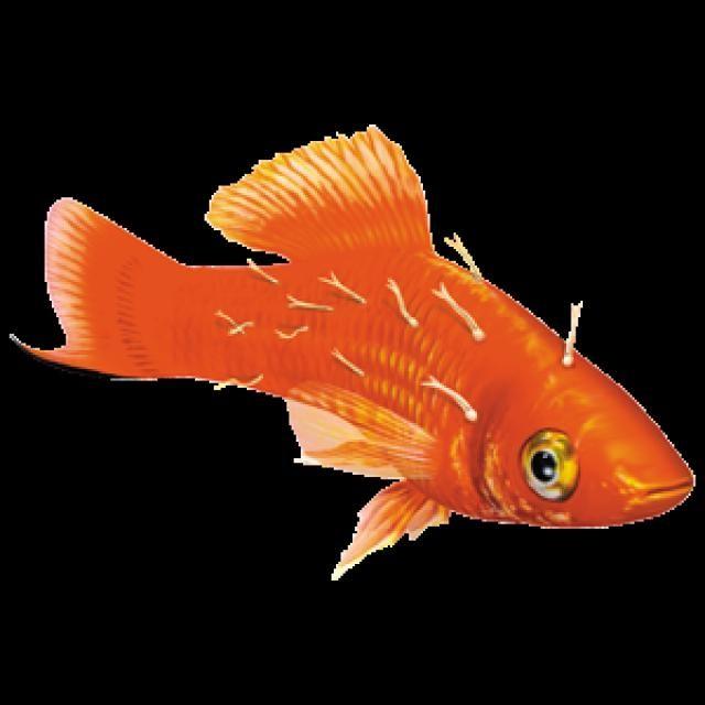 Fungal Diseases Koi 003