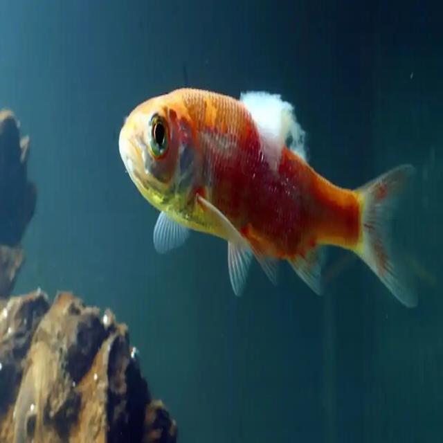 Fungal Diseases Koi 004